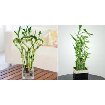 Natural Bamboo Plant